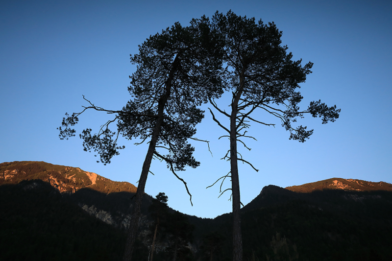 Plant / Tree