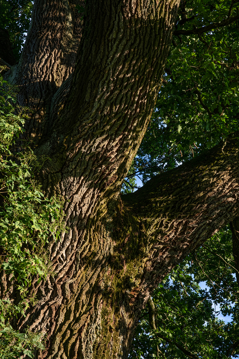 Ilmberger Eiche_4