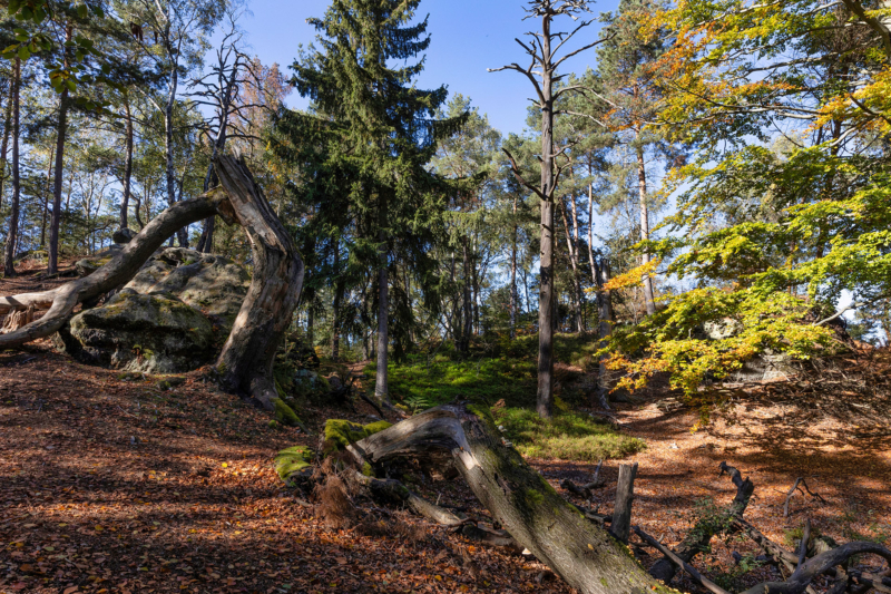 Sächsische Schweiz (44)