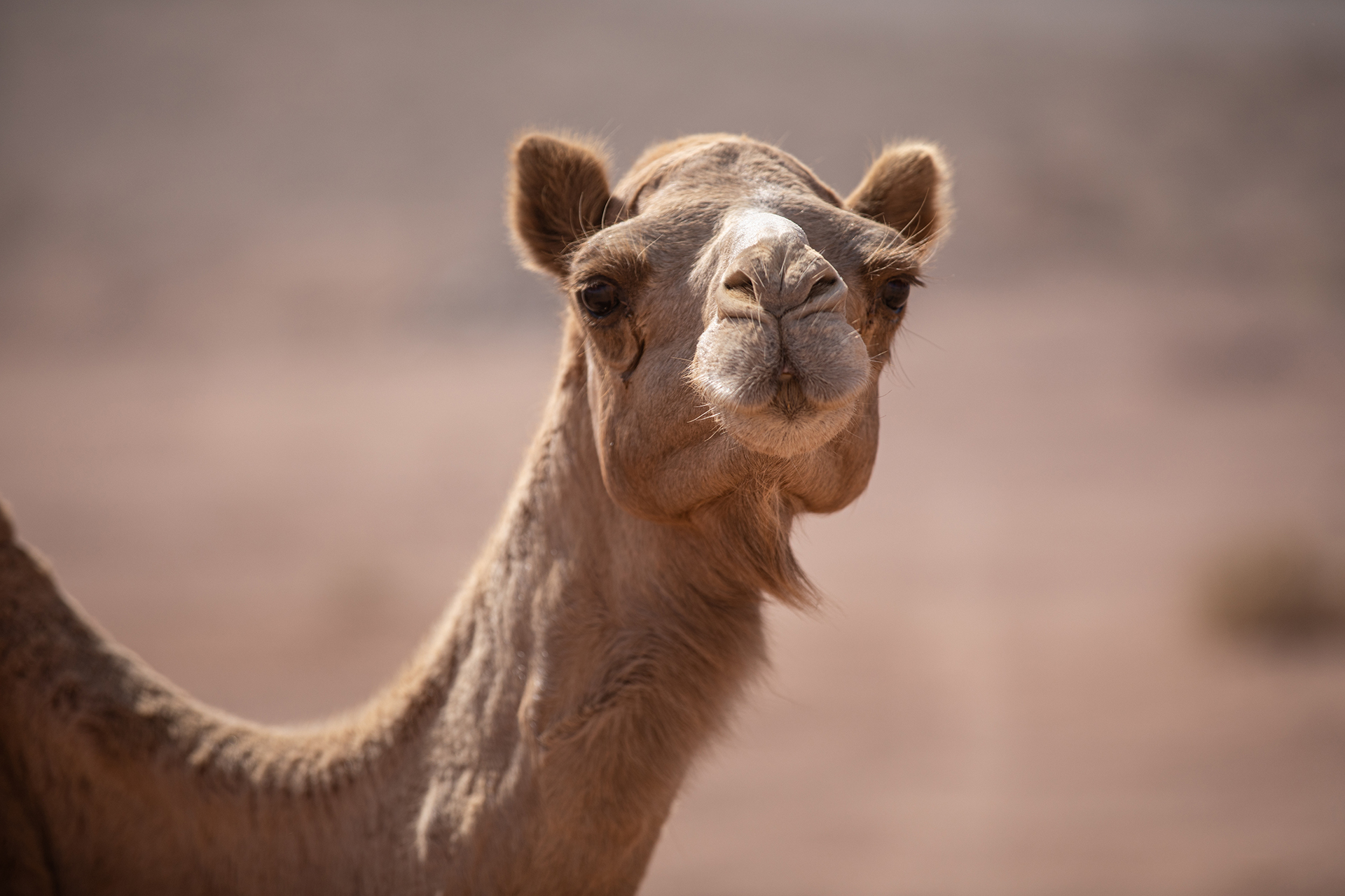 Camel (1)