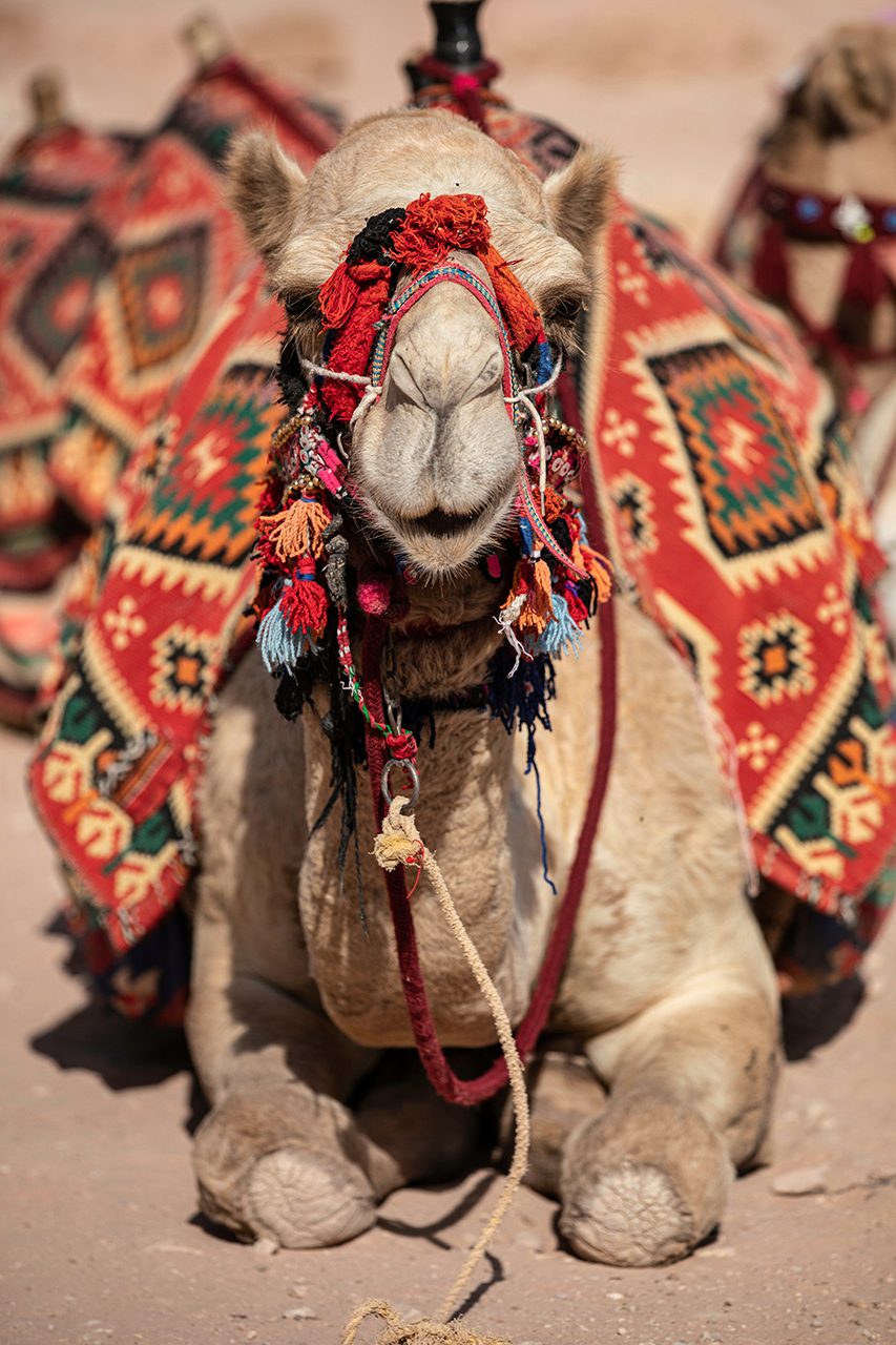 Camel (8)