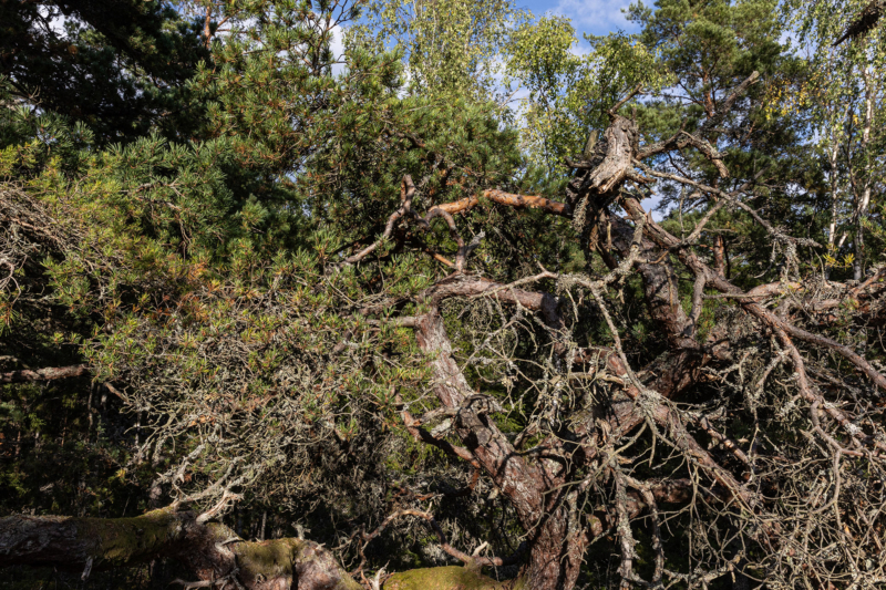 Dalsland / Bohuslän