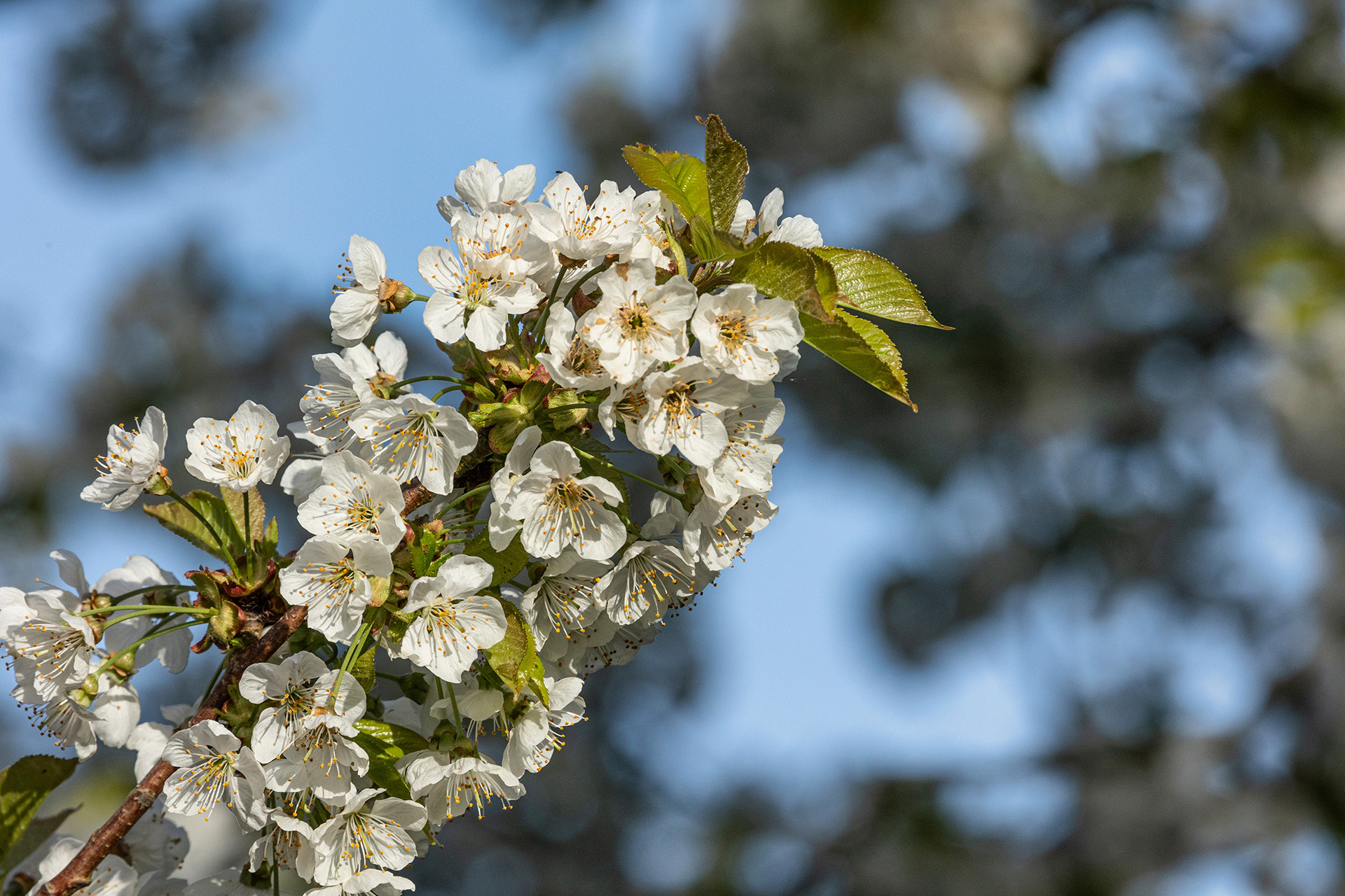 Cherry Blossom (14)